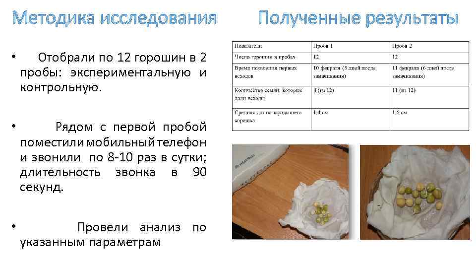 Методика исследования • Отобрали по 12 горошин в 2 пробы: экспериментальную и контрольную. •