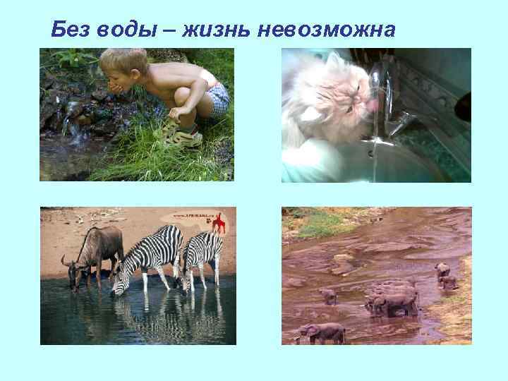 Без воды – жизнь невозможна 