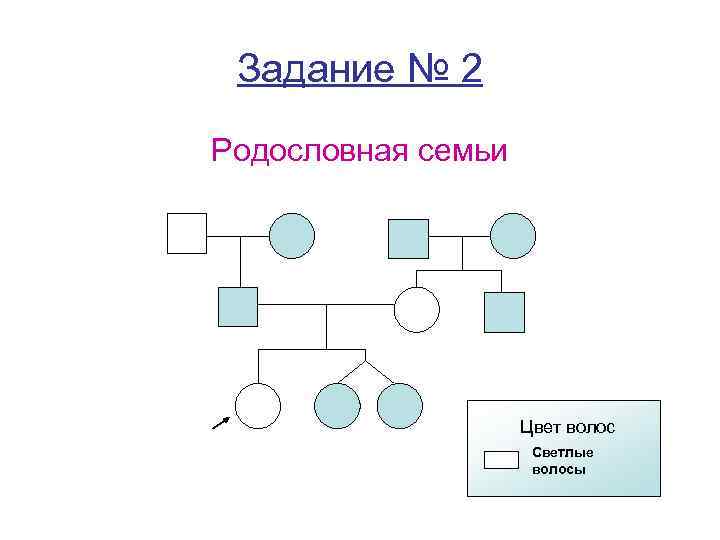 Задание № 2 Родословная семьи Цвет волос Светлые волосы 