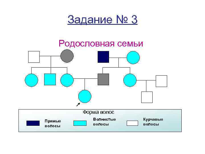 Задание № 3 Родословная семьи Форма волос Прямые волосы Волнистые волосы Курчавые волосы 