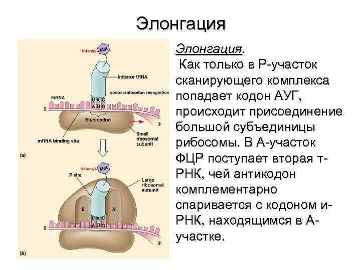 Элонгация. Как только в Р-участок сканирующего комплекса попадает кодон АУГ, происходит присоединение большой субъединицы