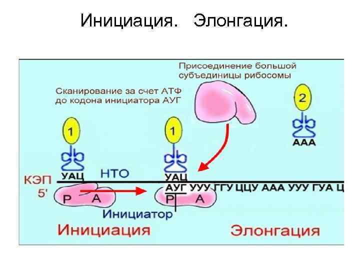 Инициация. Элонгация. 