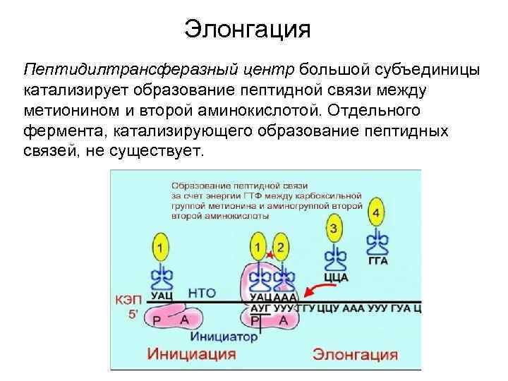 Элонгация Пептидилтрансферазный центр большой субъединицы катализирует образование пептидной связи между метионином и второй аминокислотой.