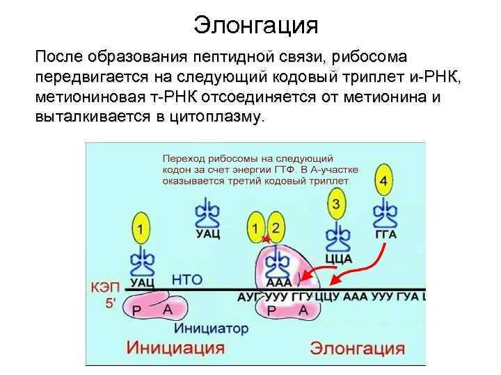 Элонгация После образования пептидной связи, рибосома передвигается на следующий кодовый триплет и-РНК, метиониновая т-РНК