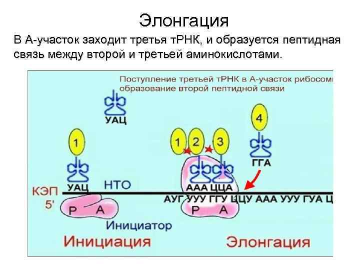 Элонгация В А-участок заходит третья т. РНК, и образуется пептидная связь между второй и