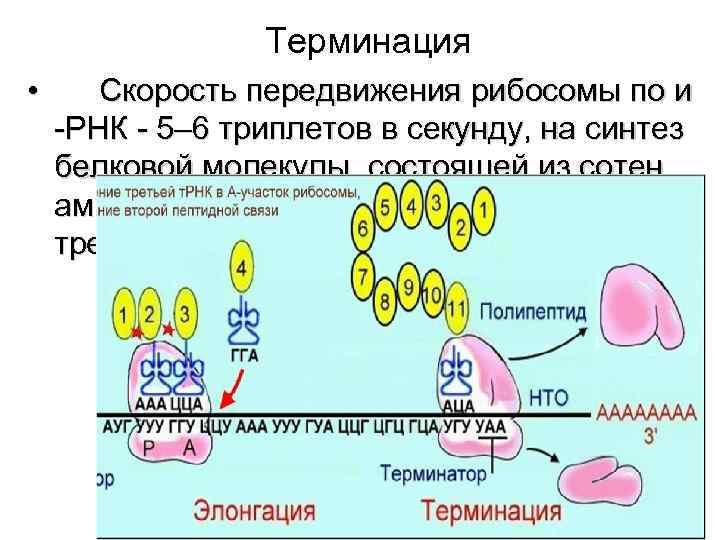 Терминация • Скорость передвижения рибосомы по и -РНК - 5– 6 триплетов в секунду,