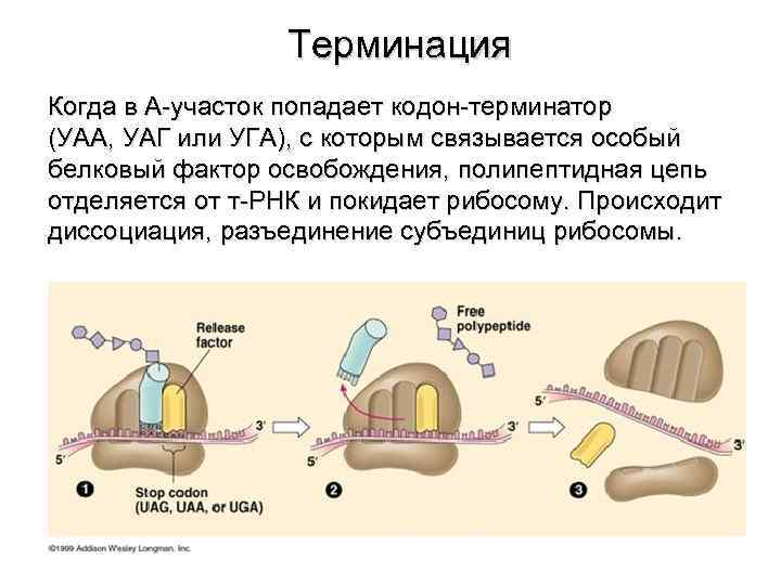 Терминация Когда в А-участок попадает кодон-терминатор (УАА, УАГ или УГА), с которым связывается особый