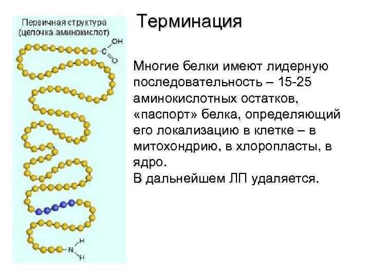 Терминация Многие белки имеют лидерную последовательность – 15 -25 аминокислотных остатков, «паспорт» белка, определяющий