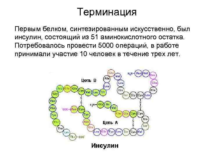 Терминация Первым белком, синтезированным искусственно, был инсулин, состоящий из 51 аминокислотного остатка. Потребовалось провести