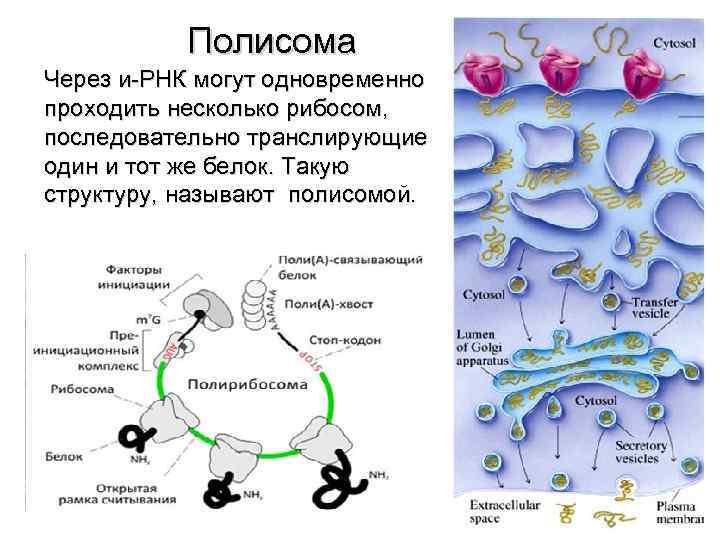 Полисома Через и-РНК могут одновременно проходить несколько рибосом, последовательно транслирующие один и тот же