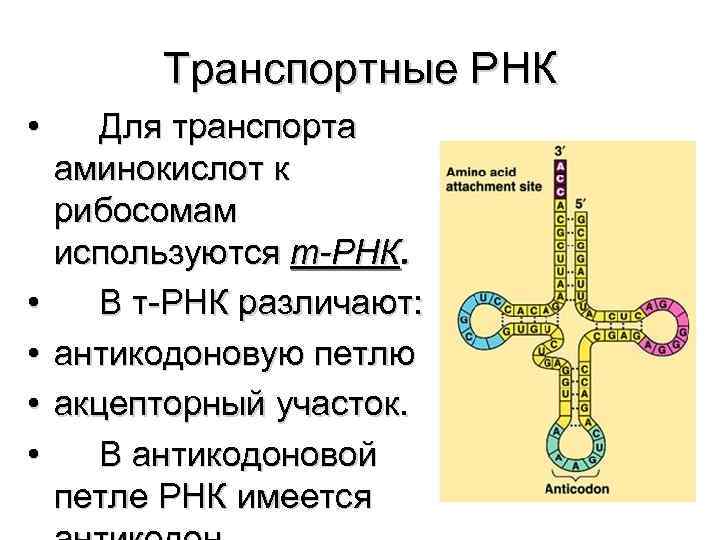 Процесс формирования комплекса трнк с аминокислотой. Транспортная РНК. Петли транспортной РНК. ТРНК.