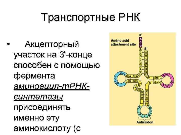 Транспортные РНК • Акцепторный участок на 3'-конце способен с помощью фермента аминоацил-т. РНКсинтетазы присоединять