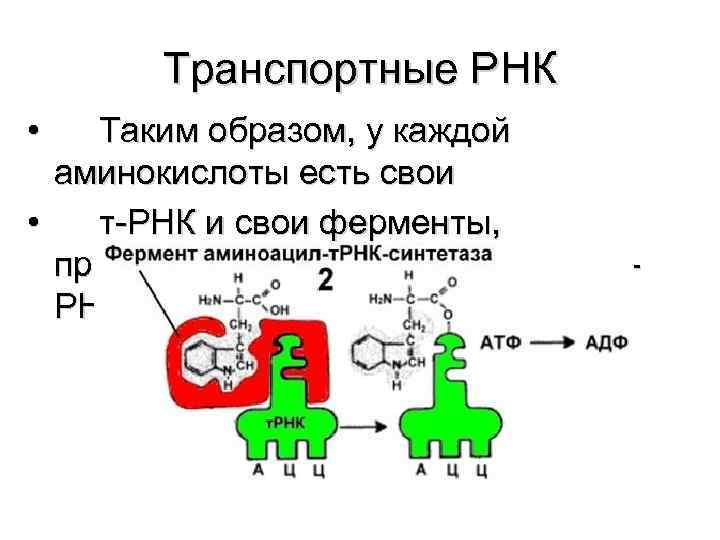 Транспортные РНК • Таким образом, у каждой аминокислоты есть свои • т-РНК и свои