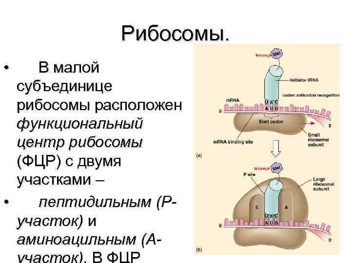 Рибосомы. • В малой субъединице рибосомы расположен функциональный центр рибосомы (ФЦР) с двумя участками