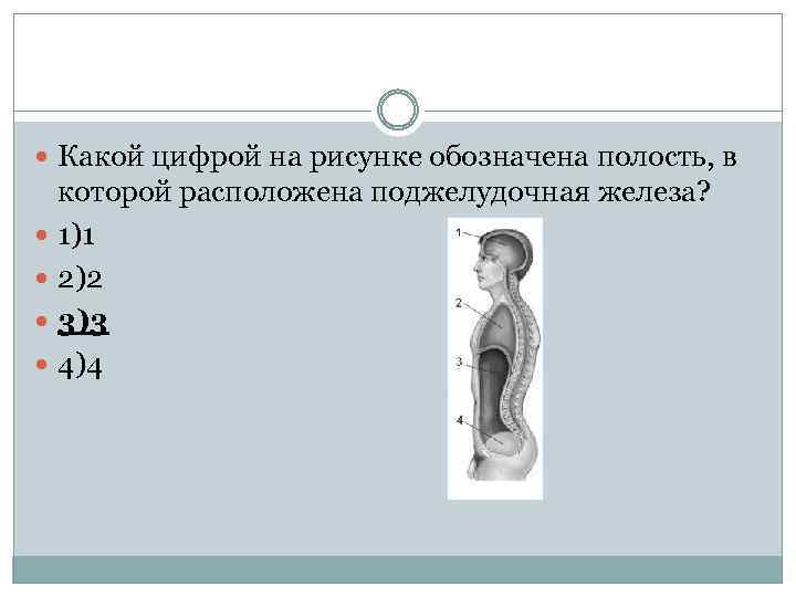  Какой цифрой на рисунке обозначена полость, в которой расположена поджелудочная железа? 1)1 2)2