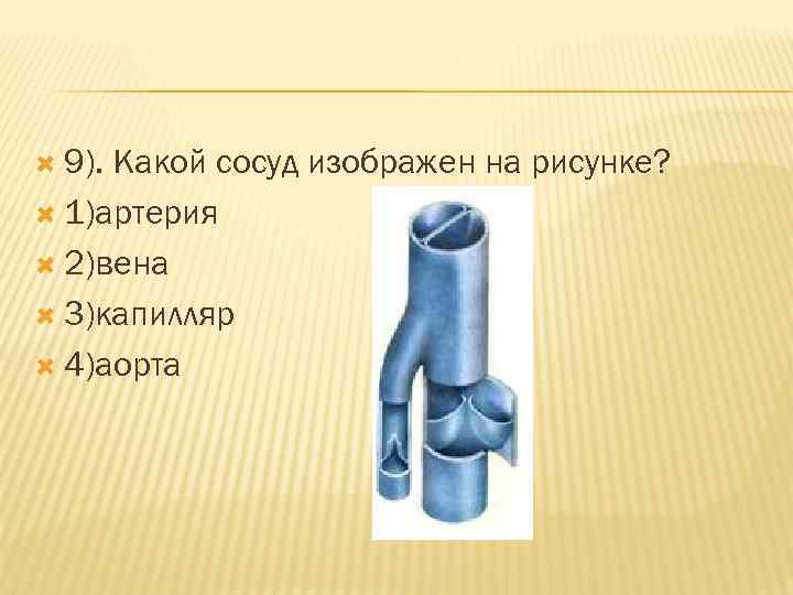  9). Какой сосуд изображен на рисунке? 1)артерия 2)вена 3)капилляр 4)аорта 