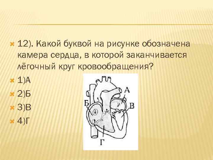 12 кровь из сердечной камеры обозначенной на рисунке буквой б поступает в