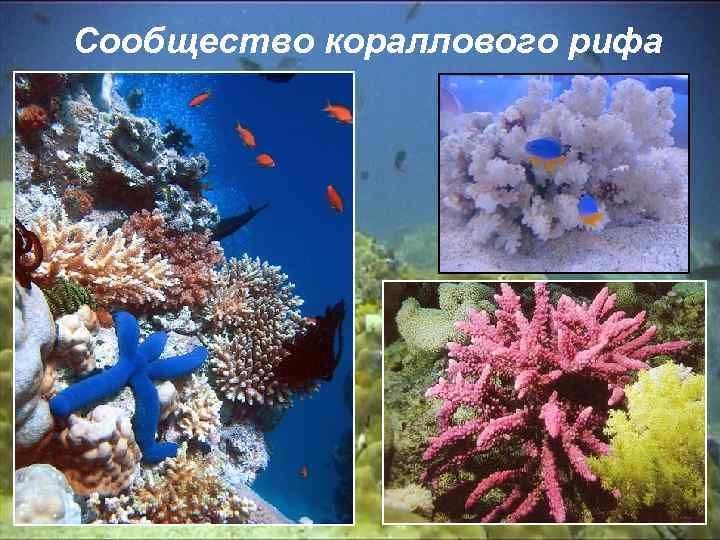 Сообщество кораллового рифа 