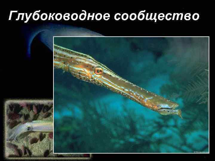 Глубоководное сообщество 