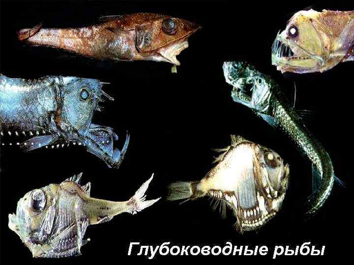 Глубоководные рыбы 
