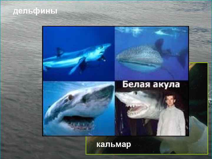 дельфины кальмар 