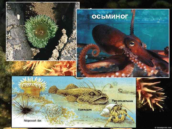 Донное сообщество осьминог 