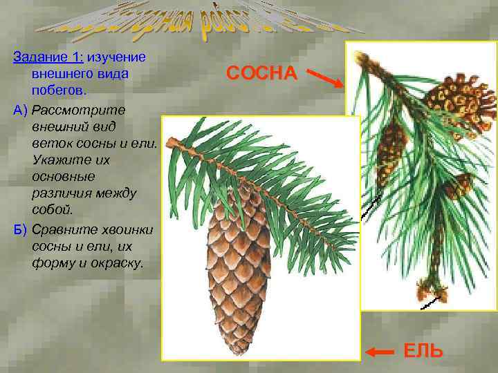 Задание 1: изучение внешнего вида побегов. А) Рассмотрите внешний вид веток сосны и ели.