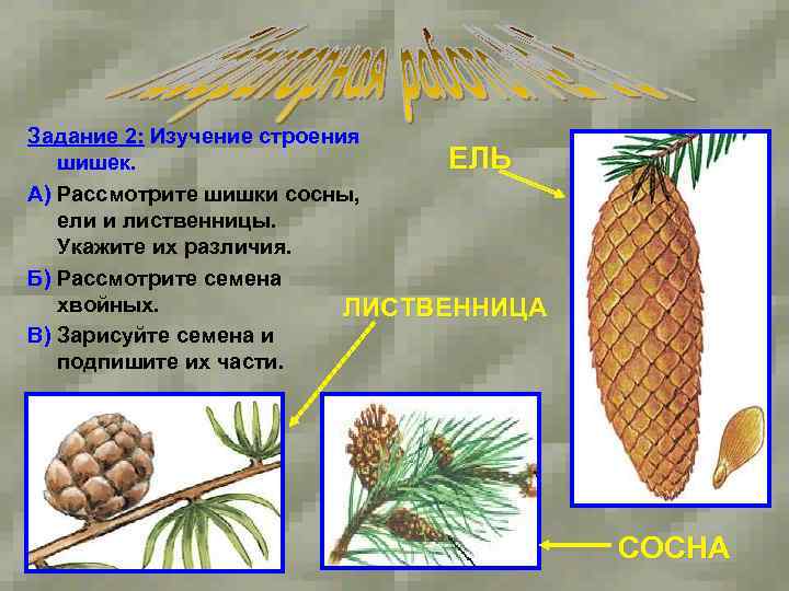 Задание 2: Изучение строения ЕЛЬ шишек. А) Рассмотрите шишки сосны, ели и лиственницы. Укажите