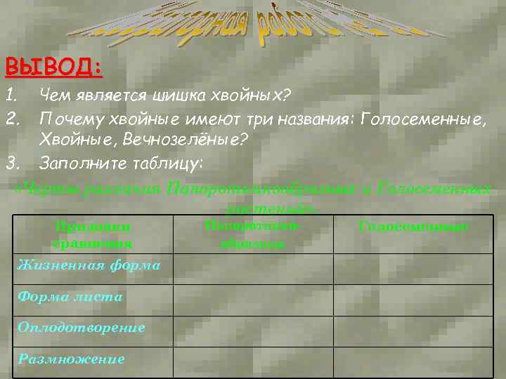 ВЫВОД: 1. 2. Чем является шишка хвойных? Почему хвойные имеют три названия: Голосеменные, Хвойные,