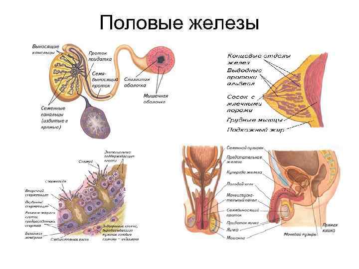 Половые железы схема