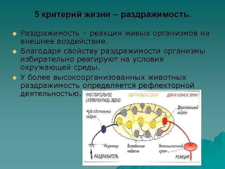 5 критерий жизни – раздражимость. u u u Раздражимость – реакция живых организмов на