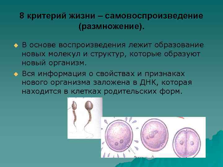 8 критерий жизни – самовоспроизведение (размножение). u u В основе воспроизведения лежит образование новых