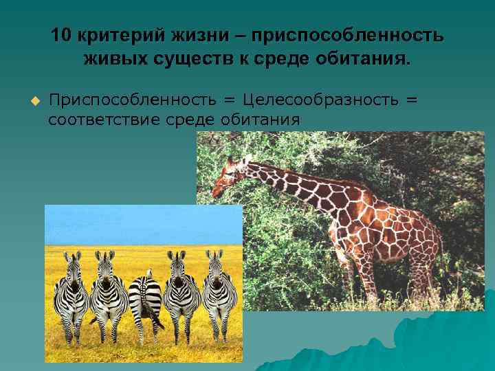 10 критерий жизни – приспособленность живых существ к среде обитания. u Приспособленность = Целесообразность