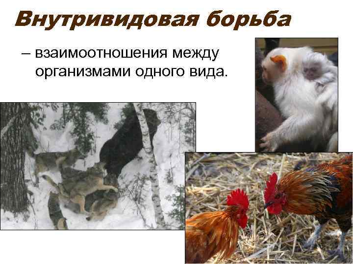 Внутривидовая борьба – взаимоотношения между организмами одного вида. 