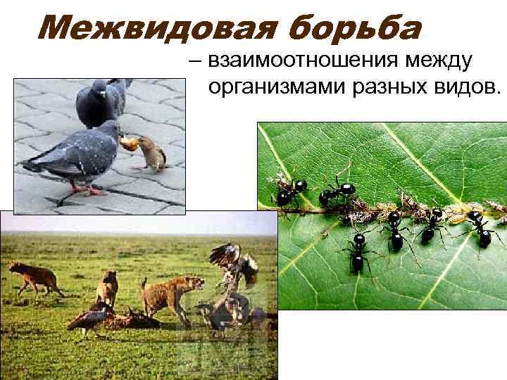 Межвидовая борьба – взаимоотношения между организмами разных видов. 