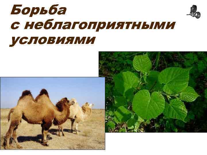 Борьба с неблагоприятными условиями 