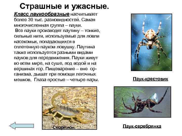 Страшные и ужасные. Класс паукообразные насчитывает более 30 тыс. разновидностей. Самая многочисленная группа –