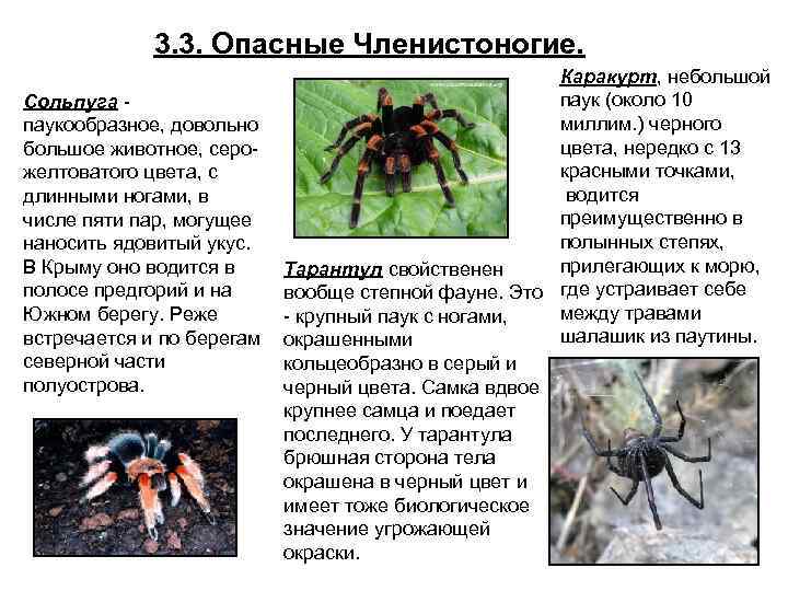 3. 3. Опасные Членистоногие. Каракурт, небольшой паук (около 10 Сольпуга - миллим. ) черного