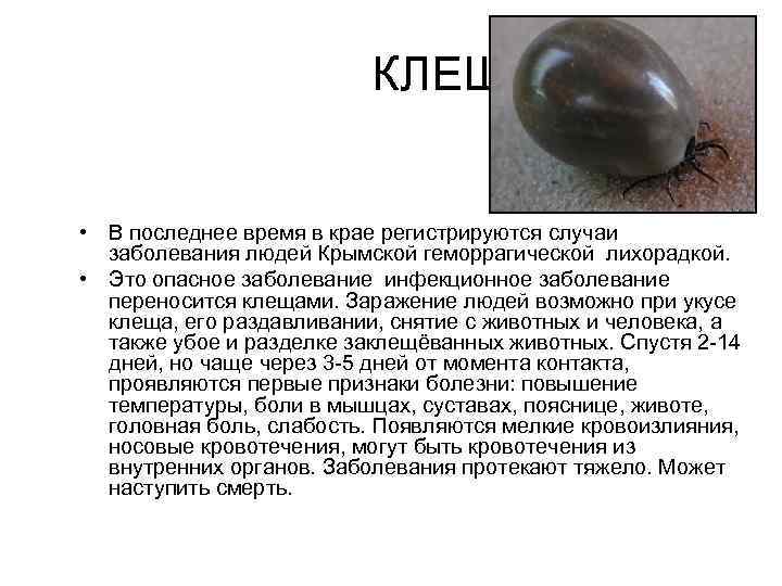  КЛЕЩИ: • В последнее время в крае регистрируются случаи заболевания людей Крымской геморрагической