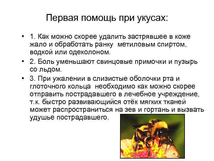 Первая помощь при укусах: • 1. Как можно скорее удалить застрявшее в коже жало