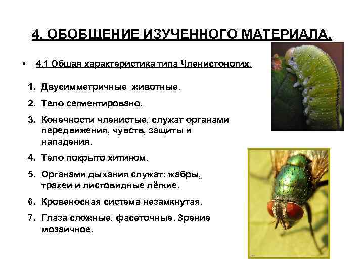 4. ОБОБЩЕНИЕ ИЗУЧЕННОГО МАТЕРИАЛА. • 4. 1 Общая характеристика типа Членистоногих. 1. Двусимметричные животные.