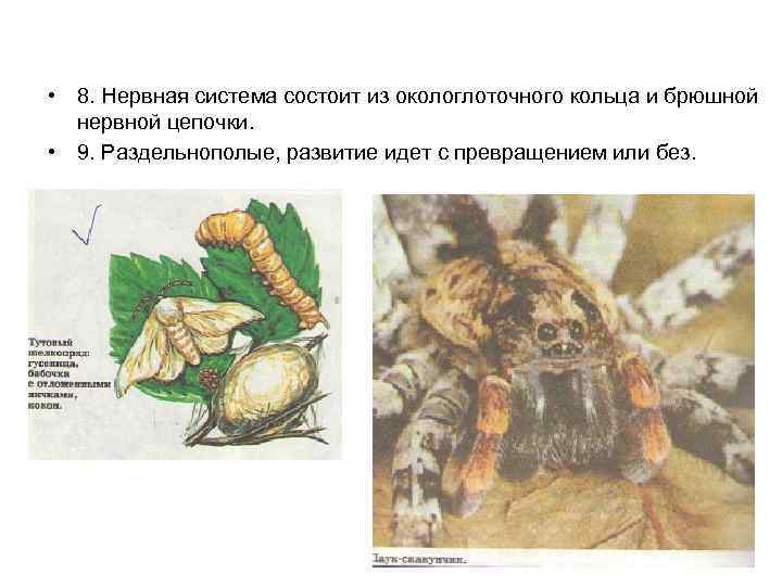  • 8. Нервная система состоит из окологлоточного кольца и брюшной нервной цепочки. •