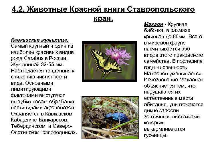 4. 2. Животные Красной книги Ставропольского края. Кавказская жужелица. Самый крупный и один из