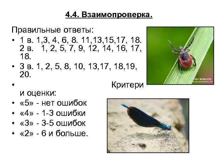 4. 4. Взаимопроверка. Правильные ответы: • 1 в. 1, 3, 4, 6, 8. 11,