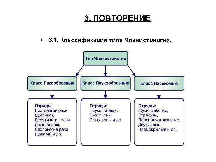 Систематика насекомых схема