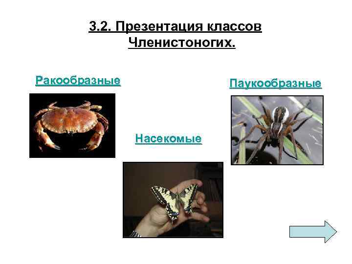 3. 2. Презентация классов Членистоногих. Ракообразные Паукообразные Насекомые 