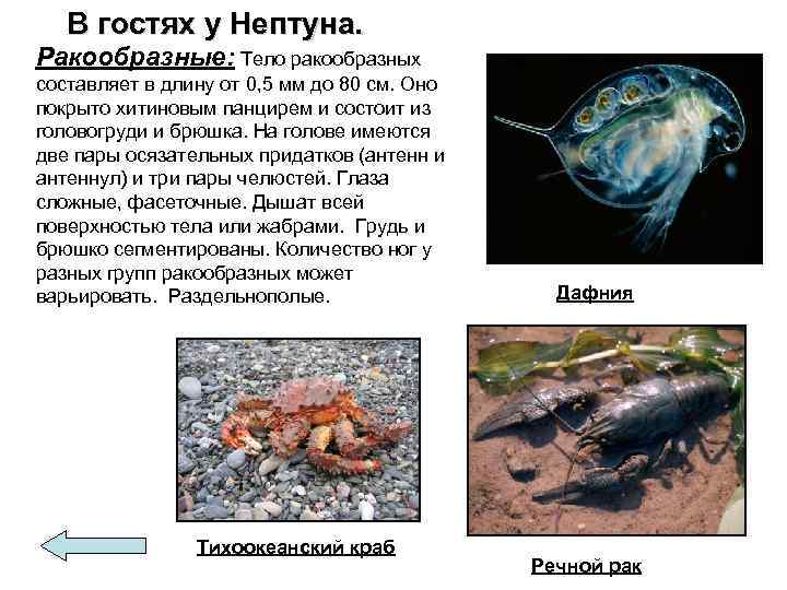 В гостях у Нептуна. Ракообразные: Тело ракообразных составляет в длину от 0, 5 мм