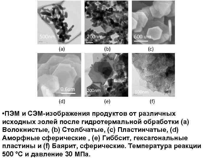 Пэм светлопольное изображение