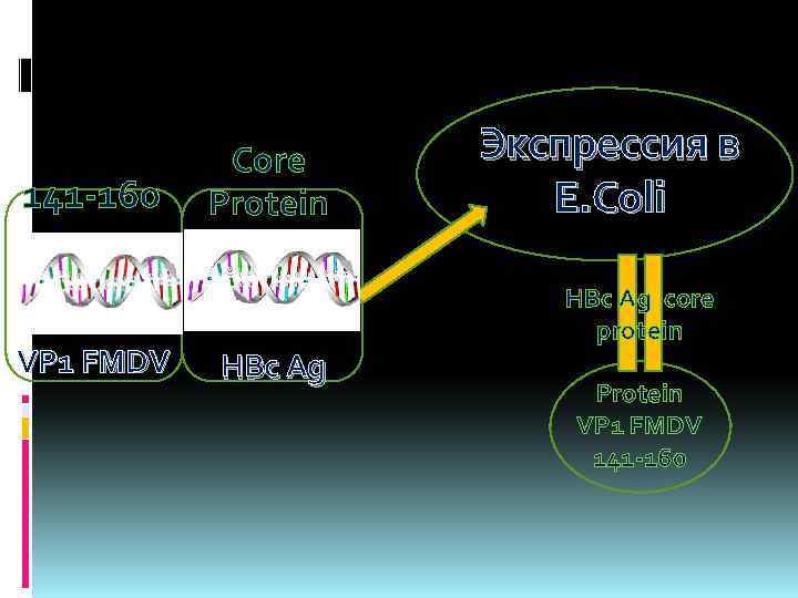 141 -160 VP 1 FMDV Core Protein HBc Ag Экспрессия в E. Coli HBc