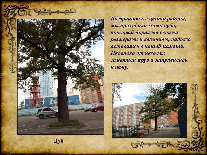 Возвращаясь в центр района, мы проходили мимо дуба, который поражал своими размерами и величием,